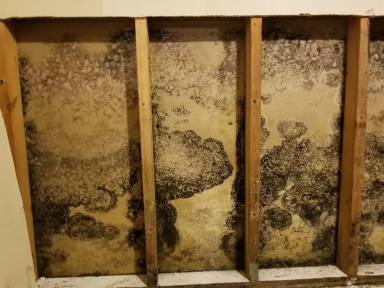 mold-remediation-2